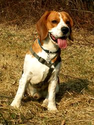 beagle (75K)